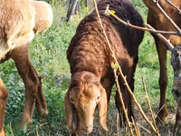 Oveja, Rhon sheep — foto 2