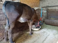 بقرة, Swiss cattle — الصورة 5