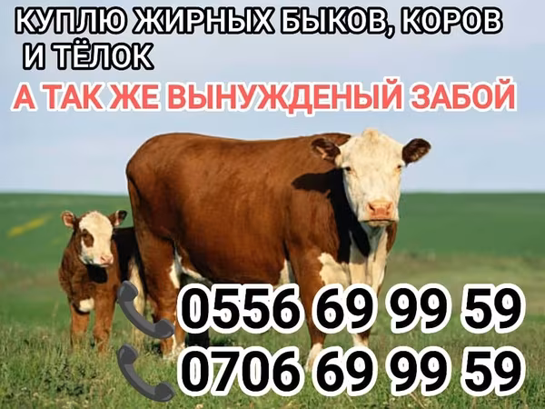 Бык, Коровы