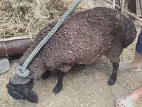 Schaf, Saryarka sheep — Foto 2