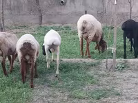 كبش, الأغنام — الصورة 2