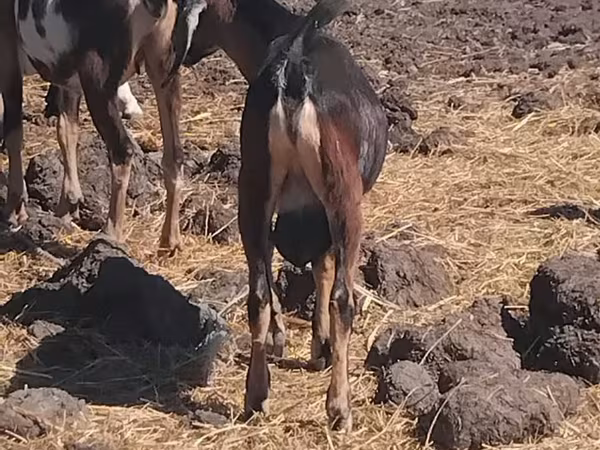 Ziegenbock, Ziegen