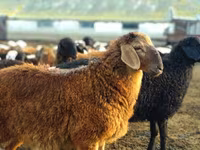 Ram, Sheep — photo 3