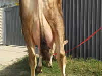 Kuh, Swiss cattle — Foto 3