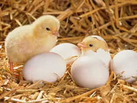 Premixuri pentru păsări şi animale / Премиксы для птиц и животных — الصورة 1