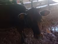 Cow, Cattle — photo 3