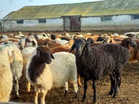 Ram, Sheep — photo 2