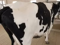 Cow, Holstein breed — photo 7
