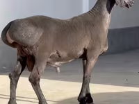 Ram, Rhon sheep — photo 2