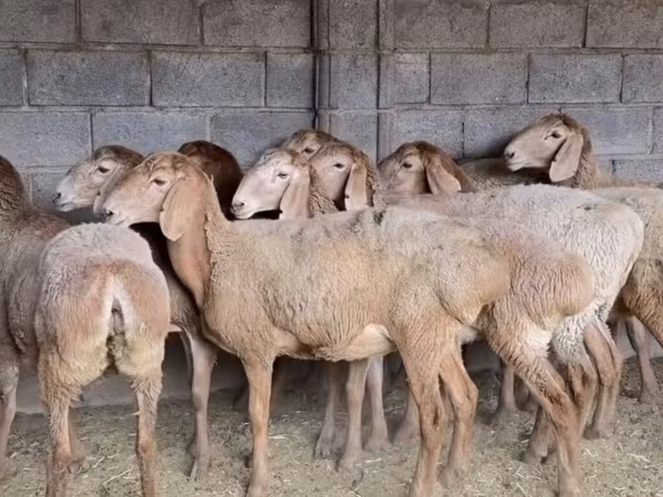 Schaf, Arashan sheep — Kirgisistan