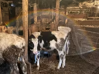 Bull, Holstein breed — photo 8