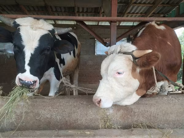 Holstein breed