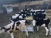 Vaca, Ganado vacuno — foto 1