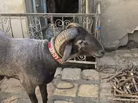 Oveja, Ovejas — foto 2
