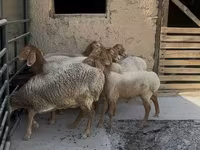 Schaf, Arashan sheep — Foto 3