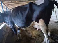 Kuh, Russian Black pied cattle — Foto 3