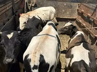 Bull, Cattle — photo 1