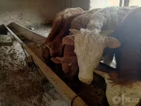 Bulle, Simmental cattle — Foto 3
