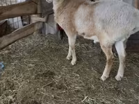 Widder, Arashan sheep — Foto 8