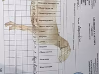 Widder, Arashan sheep — Foto 5