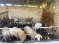Oveja, Rhon sheep — foto 3