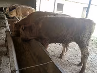 Bulle, Simmental cattle — Foto 5