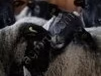 كبش, Romanov sheep — الصورة 3