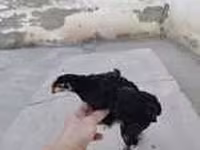 Chickens — الصورة 7