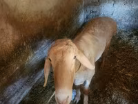 Widder, Arashan sheep — Foto 3