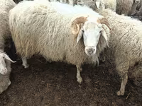 Ram, Sheep — photo 5