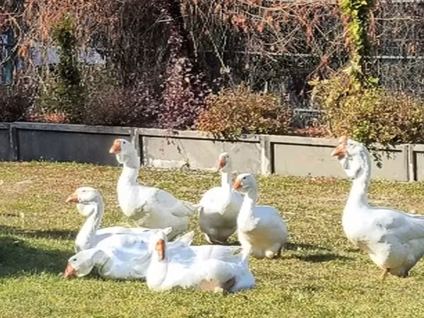 Гуси