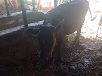 Cow, Cattle — photo 4