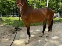 Yegua, Dutch warmblood horse — foto 5