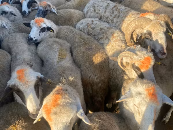 母羊, Sheep