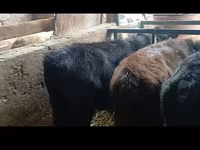 सांड, एबरडीन - एंगस — फ़ोटो 8