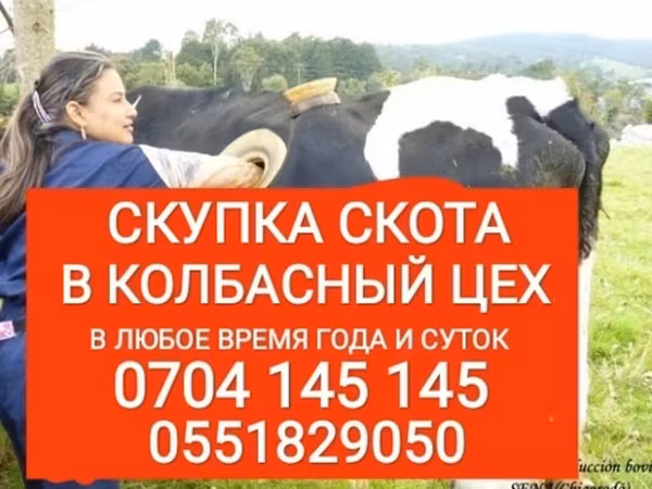 Бык, Коровы — Кыргызстан