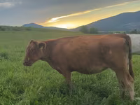 Vaca, Ganado vacuno — foto 6