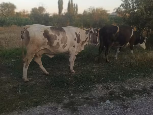 Vaca, Ganado vacuno — Kirguistán