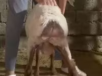 Ram, Sheep — photo 3