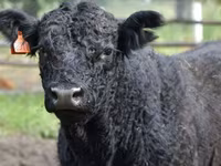بقرة, Simmental cattle — الصورة 7