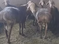 Ram, Arashan sheep — photo 8