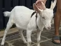 Billy Goat, Boer goat — photo 2