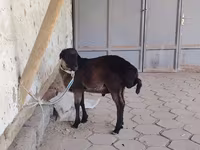 كبش, الأغنام — الصورة 3