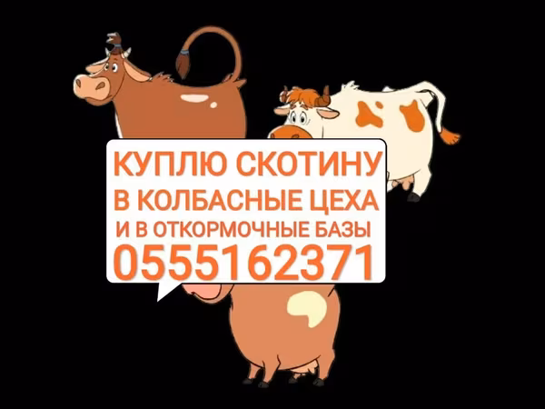 Бык, Коровы — Кыргызстан