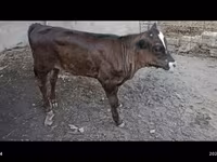 Toro, Swiss cattle — foto 3