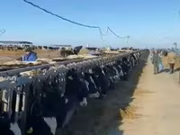 Kuh, Russian Black pied cattle — Foto 6