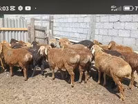 Widder, Kazakh fat-tailed coarsewool sheep — Foto 1