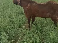 Cabro, Cabras — foto 4