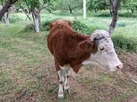 Toro, Simmental cattle — foto 1