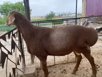 Ram, Sheep — photo 3